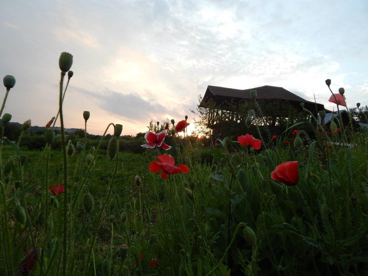 Pensiunea Paradis Borobanesti Exterior photo